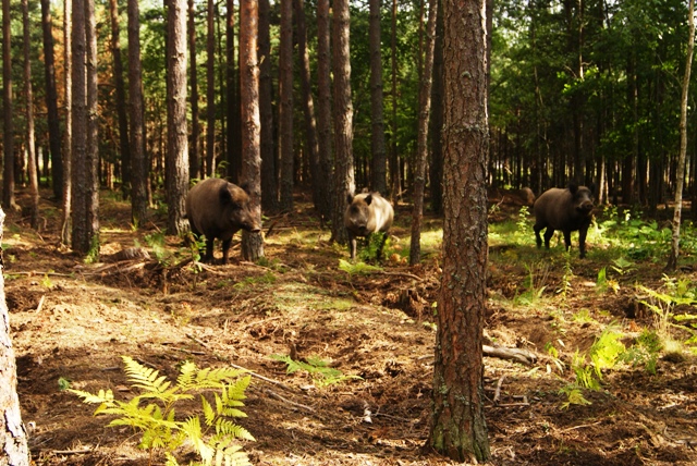 Berezinska Reserva, Bielorrusia, Russia Blanca, Bielorussia, naturaleza