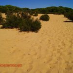 Doñana, parque natural, parque nacional, parque dunar, dunas,