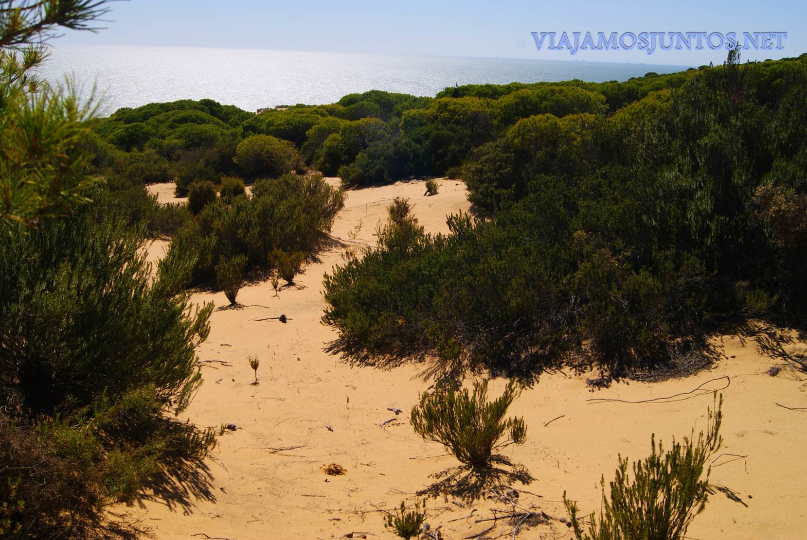Doñana, asperillo, laguna Jaral, parque natural, parque nacional, parque dunar, dunas, dunas fijas, huelva, andalucia, acantilado, senderismo, rutas