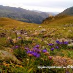 GRP de Andorra, trekking por los Pirineos Orientales; las flores que dan vida a los valles