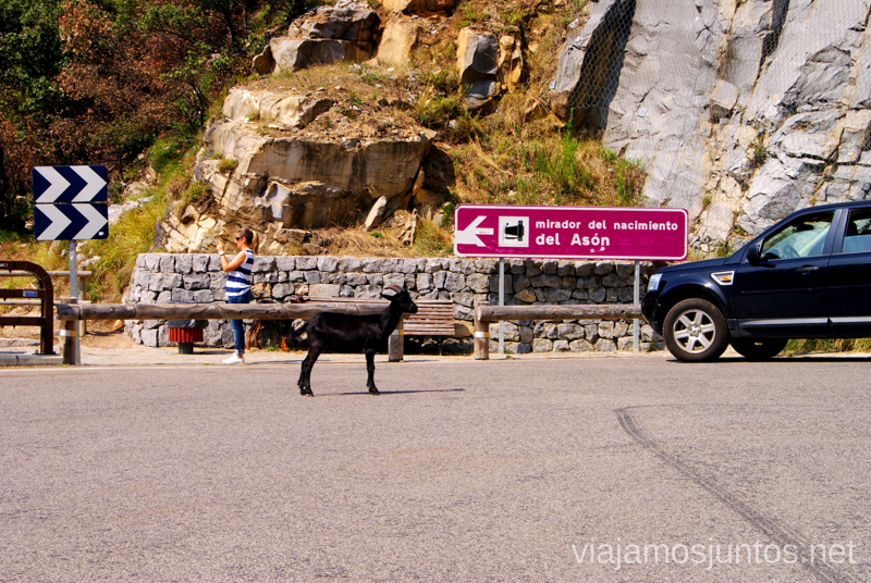 Cabras en el mirador del nacimiento del Asón Ruta circular en coche alrededor del Valle de Soba, Cantabria