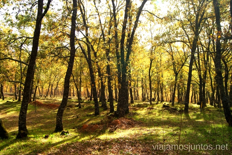 El bosque otoñal Descubriendo el Edén de la Mancha, el parque natural del Valle de Alcudia y Sierra Madrona