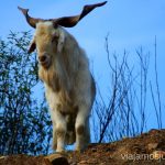 Vigilando Descubriendo el Edén de la Mancha, el parque natural del Valle de Alcudia y Sierra Madrona