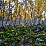 Bosque encantado Descubriendo el Edén de la Mancha, el parque natural del Valle de Alcudia y Sierra Madrona
