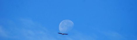 Luna y aves Descubriendo el Edén de la Mancha, el parque natural del Valle de Alcudia y Sierra Madrona