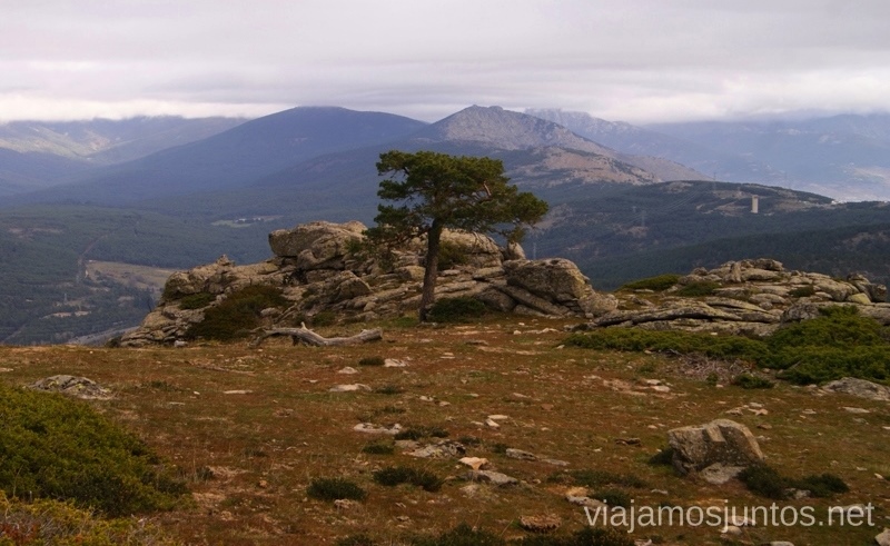 Árbol solitario Senderismo por la zona de San Rafael, Madrid Segovia; Ruta de la Cueva Valiente