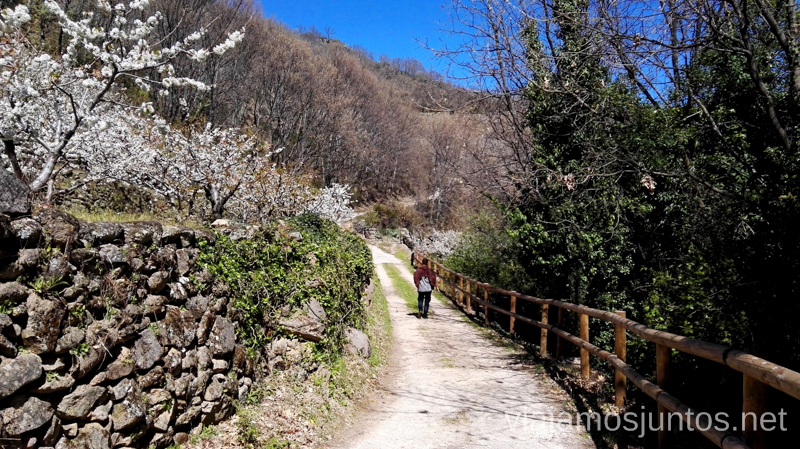 Caminar entre cerezos en flor en el Valle del Jerte Ver cerezos en flor en el Valle del Jerte Consejos prácticos, turcos, rincones secretos