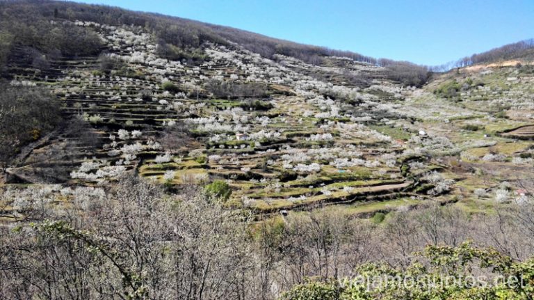 Vistas al Valle de la Vera Ver cerezos en flor en el Valle del Jerte Consejos prácticos, turcos, rincones secretos