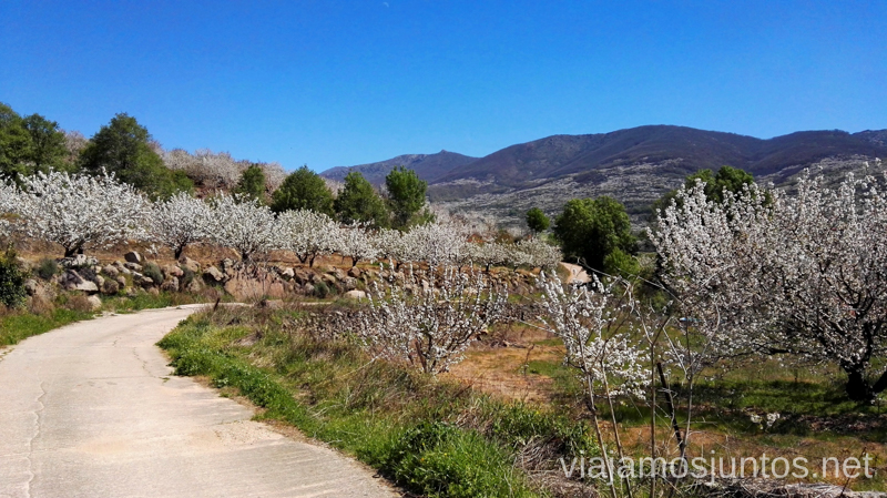 Descubriendo rincones sin masificar en el Valle del Jerte Ver cerezos en flor en el Valle del Jerte Consejos prácticos, turcos, rincones secretos