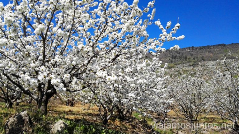 Ver cerezos en flor en el Valle del Jerte es una experiencia muy primaveral Ver cerezos en flor en el Valle del Jerte Consejos prácticos, turcos, rincones secretos