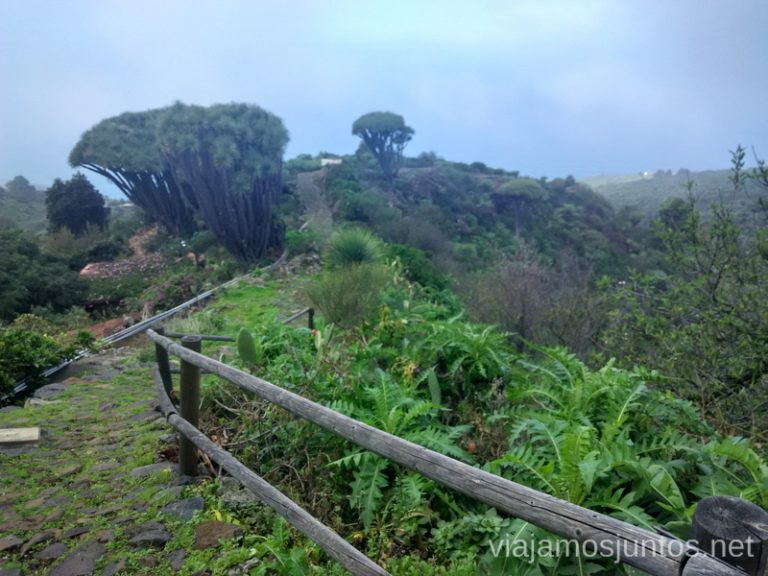 Encantadora ruta de los dragos de Buracas, los dragosRuta de los dragos de Buracas La Palma, islas Canarias