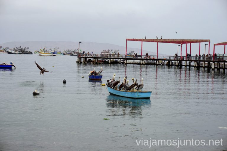 Los pelícanos mareándose en los botes Ruta por Perú de 30 días Itinerario Peru Viaje a Perú #PerúJuntos