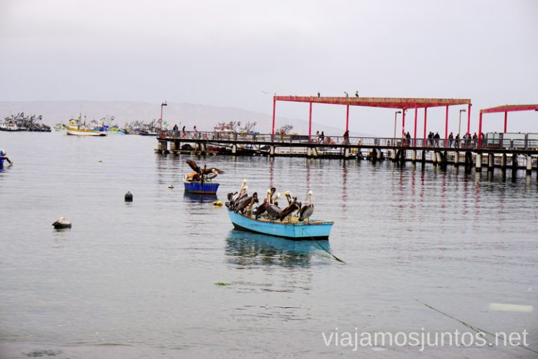 Pelícanos disfrutando en el puerto de Paracas. Qué ver y hacer en Paracas. Organizar la visita a las islas Ballestas y Reserva Nacional de Paracas Peru #PerúJuntos Perú