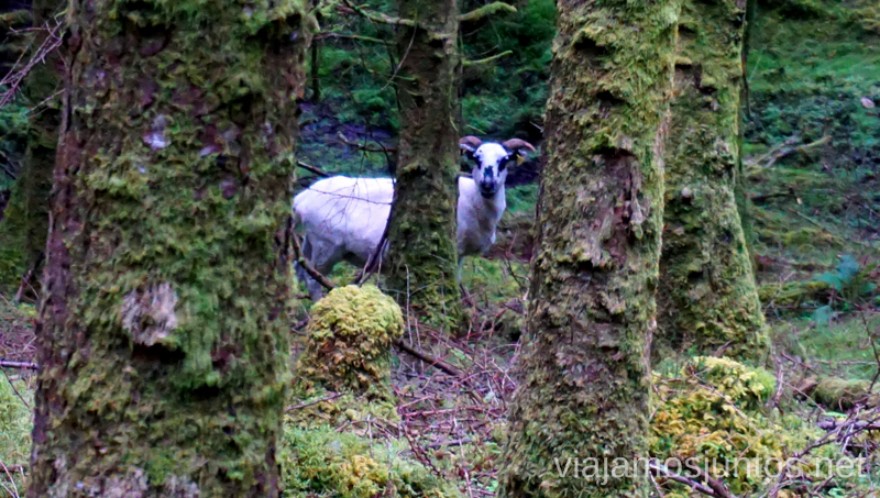 Unicornios en bosques encantados de Irlanda. Qué ver y hacer en Southern Peninsulas Irlanda #IrlandaJuntos