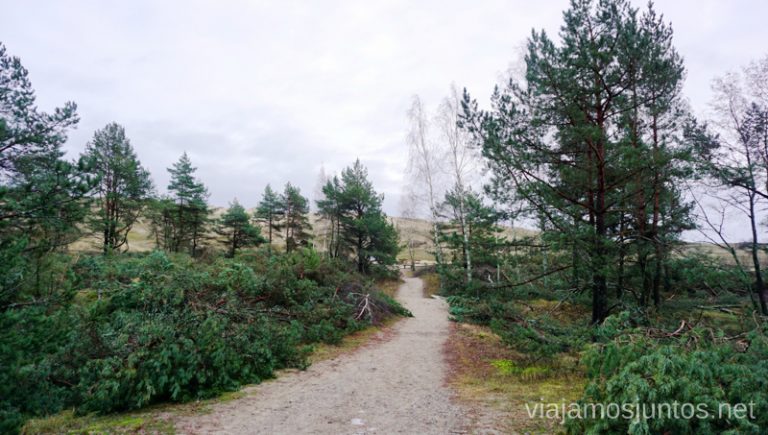 Bosques sobre los bosques en el istmo de Curlandia. Viajar a Países Bálticos en invierno.