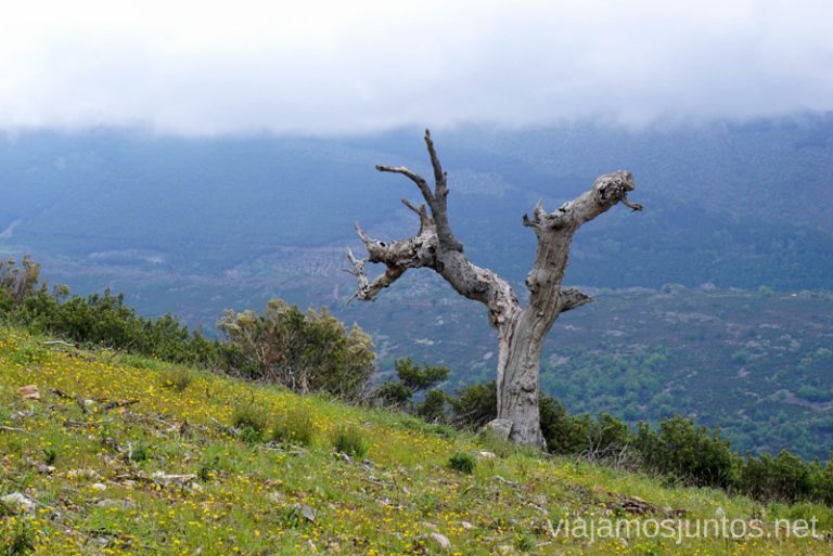Árbol solitario en GR 303.
