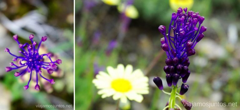 Flores después de las lluvias en GR 303.