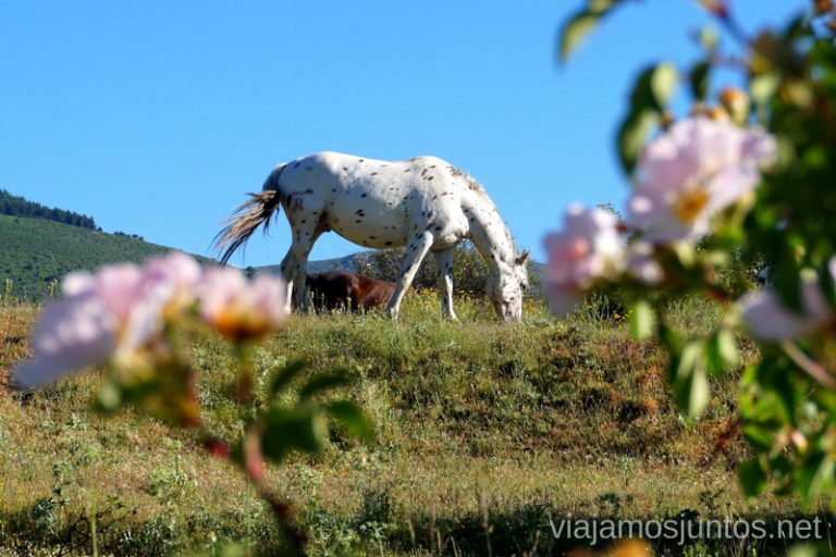 Paseo a caballo Qué ver y qué hacer en Rascafría, Comunidad de Madrid