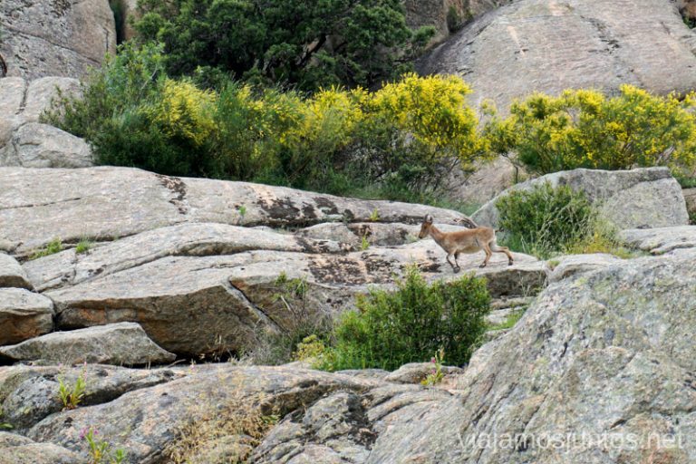 Ruta desde El Boalo, Comunidad de Madrid.