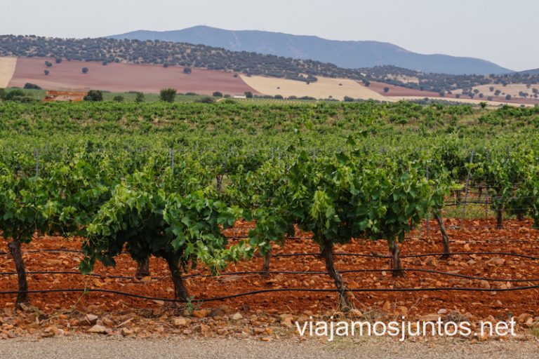Vistas de los viñedos de las Bodegas Real. Cuevas y bodegas de la ruta del vino de Valdepeñas, Castilla-La Mancha.