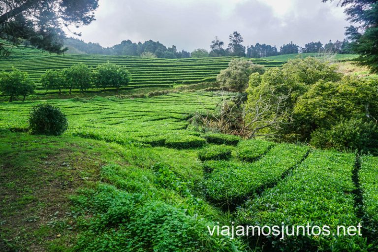 Plantaciones de té en la isla de São Miguel, el archipiélago de las Azores, Portugal.