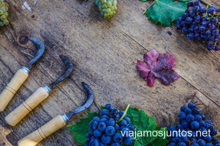 Aprendiendo sobre diferentes tipos de uva en la bodega y museo del vino Pagos del Rey.