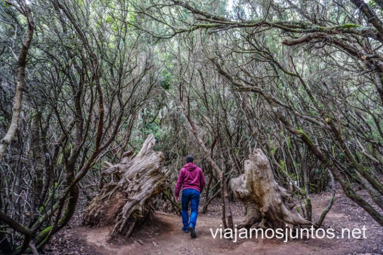 En el bosque de laurisilva de Anaga. Tenerife