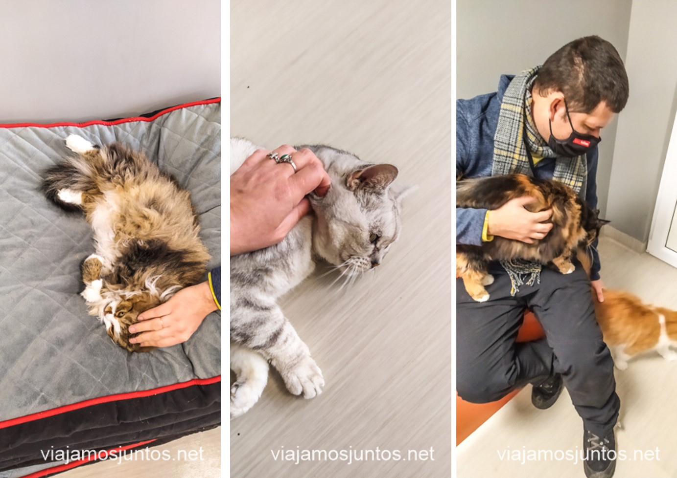 Achuchando los gatos que han querido acercarse a nosotros en el Museo de los Gatos, en Šiauliai, Lituania. Países Bálticos en invierno.