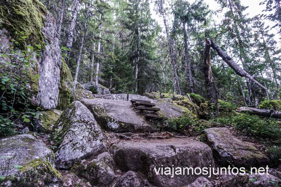 Los bosques boreales de la Costa Alta de Suecia.