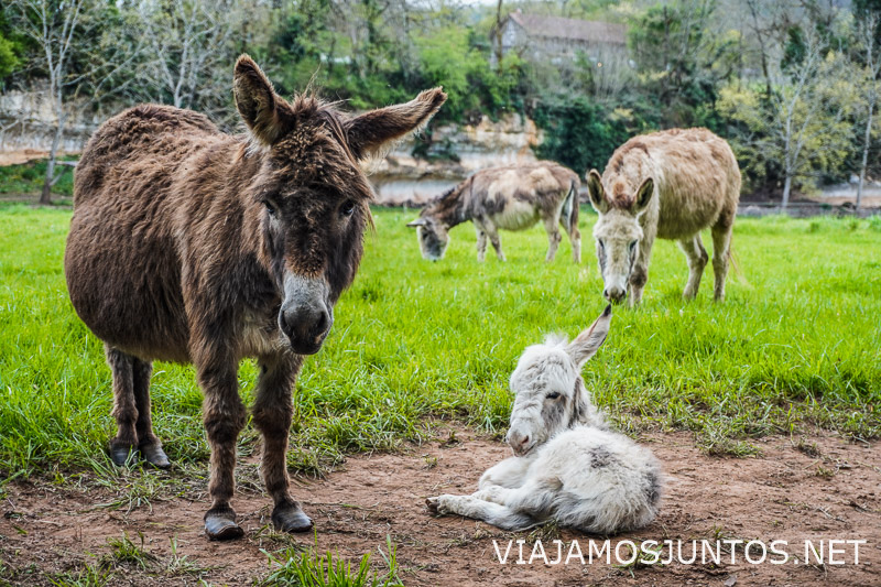 Animales en granja del entorno del poblado troglodita de la Madeleine