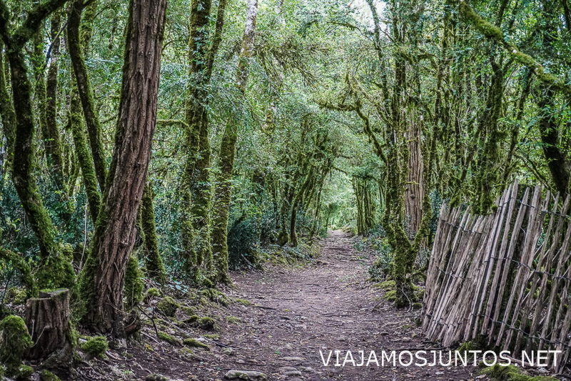 Sendero entre bosques del Valle del Vézère en Périgord Noir