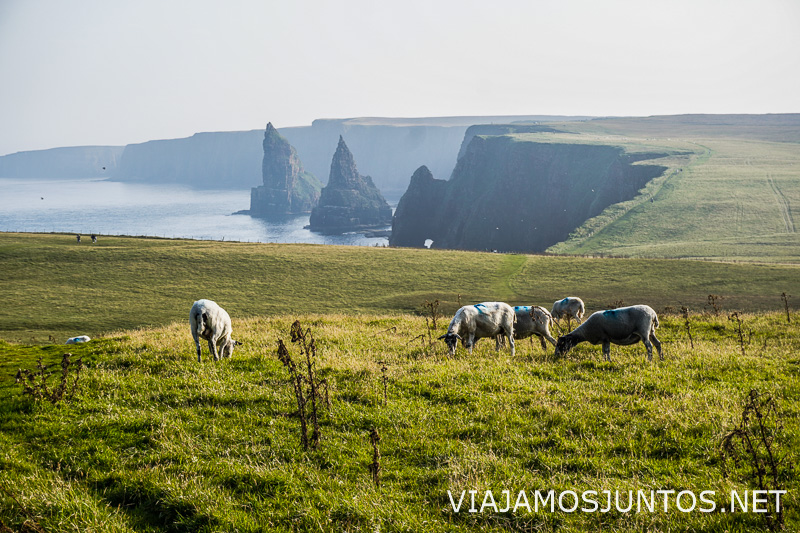 Ovejas pastando en las Highlands de Escocia, símbolo de las granjas locales.