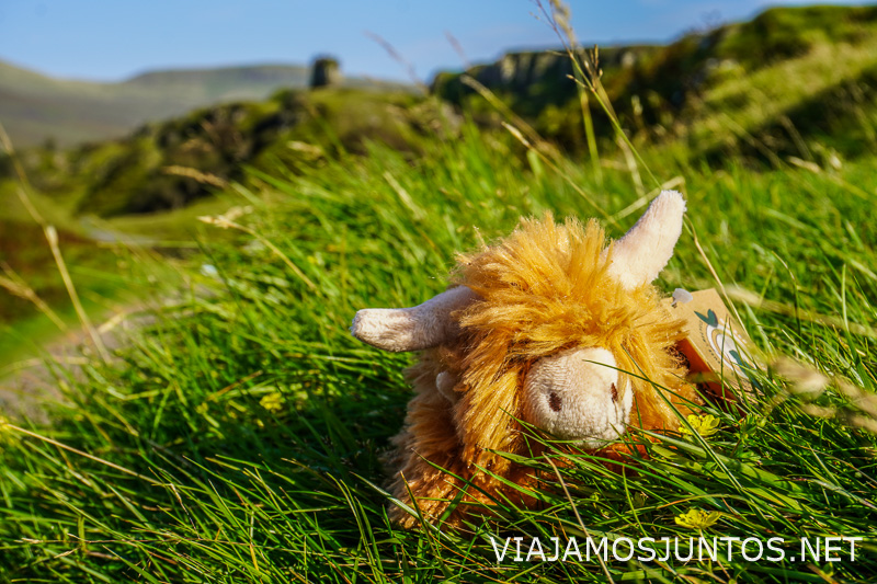 Un pequeño peluche de vaca de las Highlands tumbado sobre la hierba verde de un paisaje escocés.